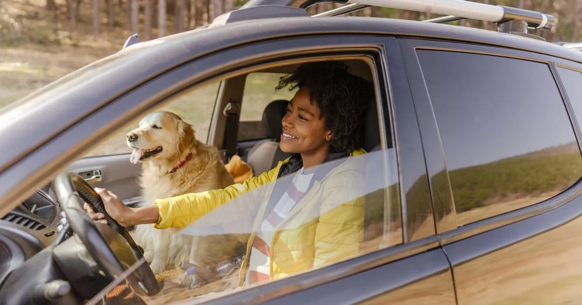 Tips for Safe Driving With Pets In The Car